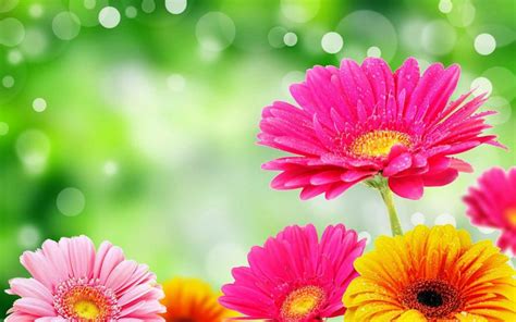 background flower wallpaper|free desktop backgrounds of flowers.